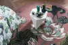 Dywan Wedgwood - WATERLILY 038602 Dusty Rose