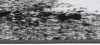 Dywan Modern Rugs - FUTURE Q541B White