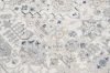 Dywan Art Rugs - DIAMOND G549B White/D_Blue