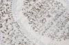 Dywan Modern Rugs - ELEGANCE K891D Cream/Beige