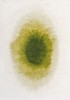 2105_DROP_GREEN_PEPPER_1.jpg